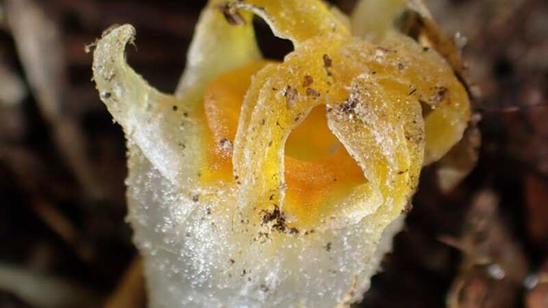 This mysterious plant has been rediscovered decades after it was thought extinct