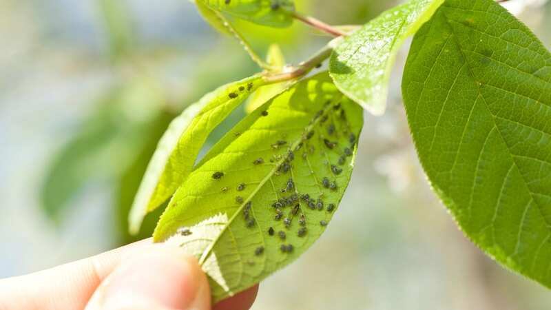Pests can end up ruining your beautiful garden if you