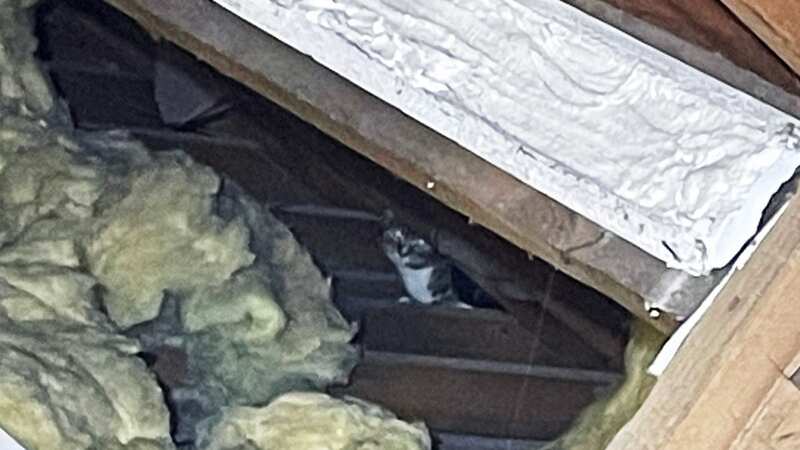 The new homeowner mistook the moggies for rats before he heard a 