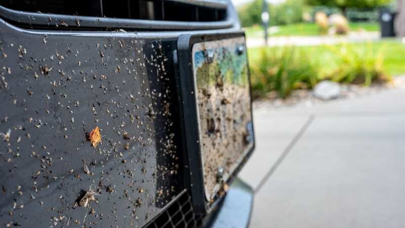 Experts need your help this summer (Image: Getty Images/iStockphoto)