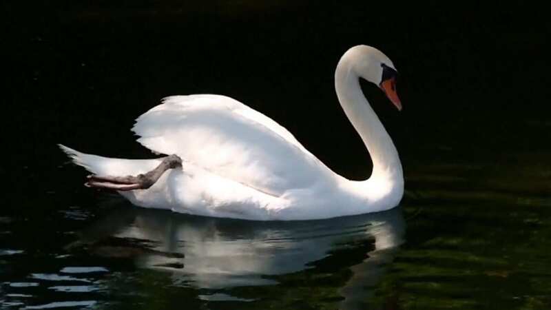 Prized swan Faye was taken from a pond and eaten, police said (Image: WSTM)