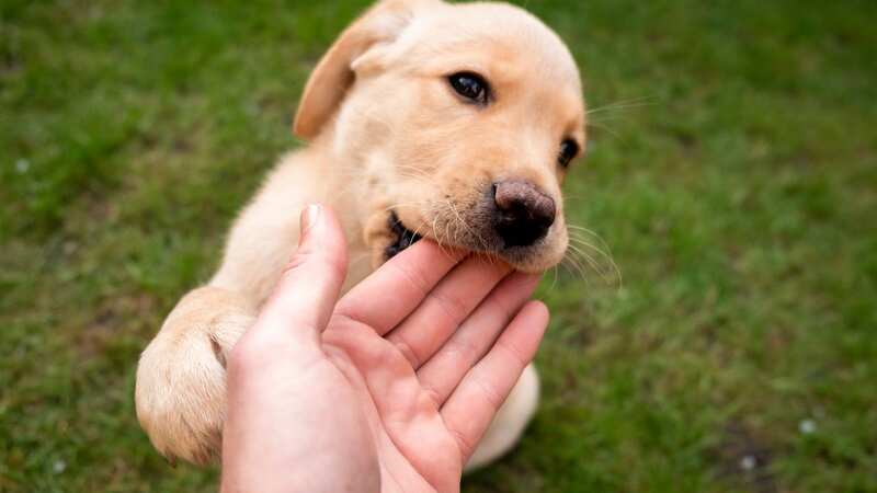 The teenager was humiliated when his vet read his dog
