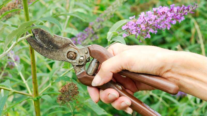 Gardeners have been warned of the invasive weed (Image: Getty Images/iStockphoto)