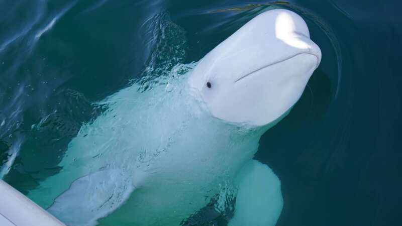 A beluga whale near Norway is accused of being a Russian spy (Image: Shutterstock / Anton Berking)