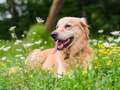 Vet's urgent plea to dog owners on poisonous plant that causes serious injury dqxikeidqkikdinv