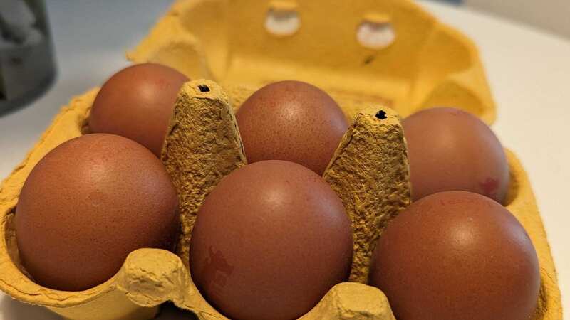 Scientists examined chicken eggs to interesting results (Image: Jam Press/Ezaki et al. 2023, Food and Chemical Toxicology)