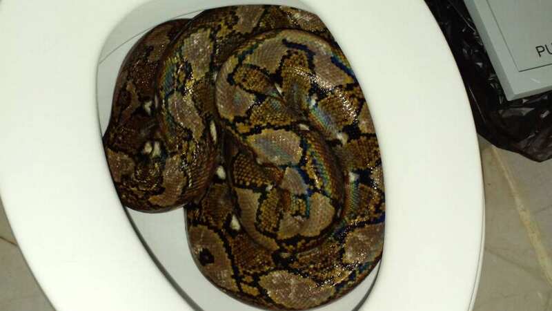 A 12ft python was curled up in a couple