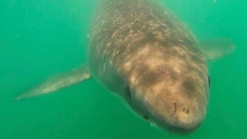 Daisy the Great White Shark (Image: Riley Elliott - Shark Scientist/Facebook)