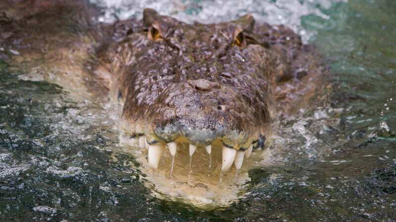 The American crocodile was taken into captivity in 2002 (Image: Getty Images)