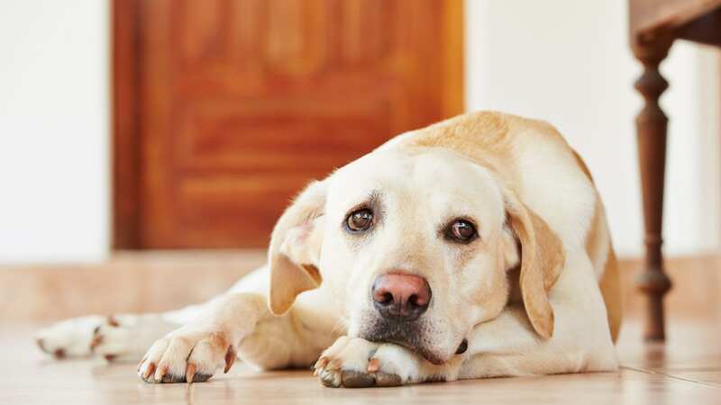 A vet has warned against a TikTok dog dyeing trend (Image: Getty Images/iStockphoto)