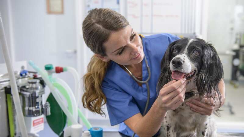 The vet issued an urgent plea to all pet owners (stock photo) (Image: Getty Images)