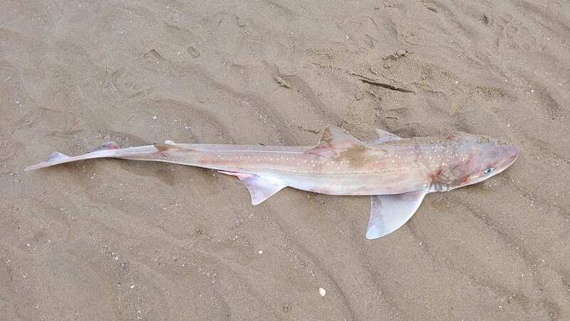 Shark strandings are becoming a regular occurrence (Image: Sharon Foston)