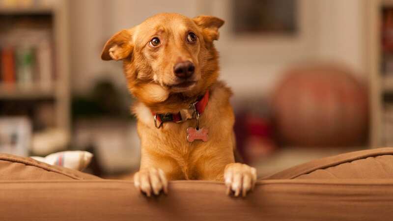 He named his dog Anya after the character in Buffy the Vampire Slayer - but she has a nickname too (stock photo) (Image: Getty Images/EyeEm)