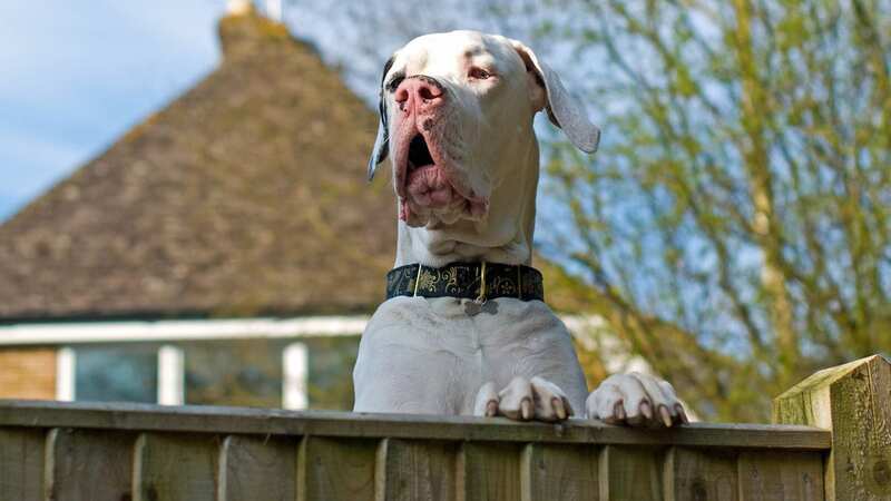 The dog was so big, it looked like a pony (stock photo) (Image: Getty Images)