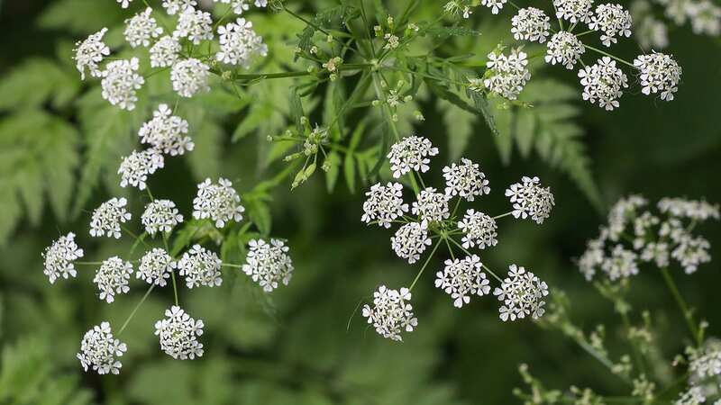 Poison hemlock can be life-threatening (Image: Getty Images)