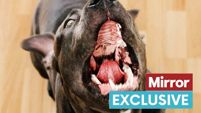 Calls are mounting for an urgent review of the law and tougher penalties for owners whose dogs are out of control (Image: Getty Images/iStockphoto)