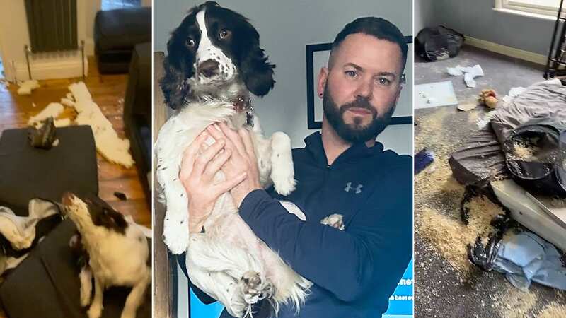 Cheeky puppy shreds family