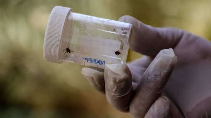 Warming temperatures allow ticks to range further north and be active for longer (Image: AFP via Getty Images)
