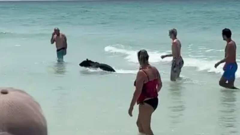 Bear surprises Florida beachgoers by swimming out of the ocean