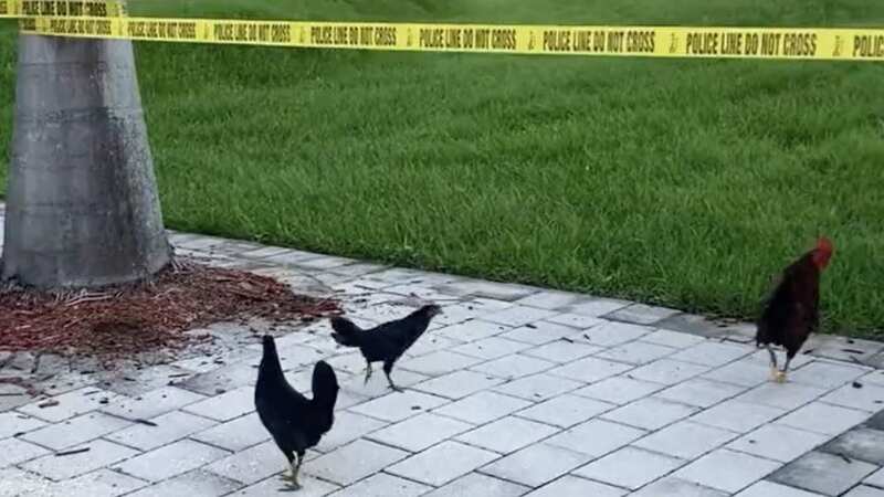 Roosters flock to Miami courthouse ahead of historic Trump arraignment