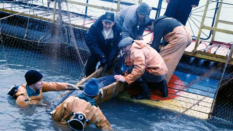 Dolphin training in 1980s Cold War Russia (Image: Will Stewart <e2wnews@gmail.com>)