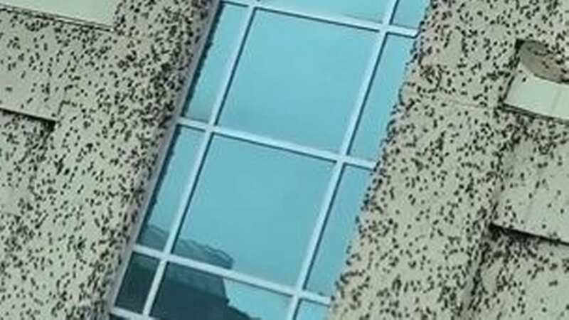 Thousands of bugs descend on hospital as swarm of crickets plague town