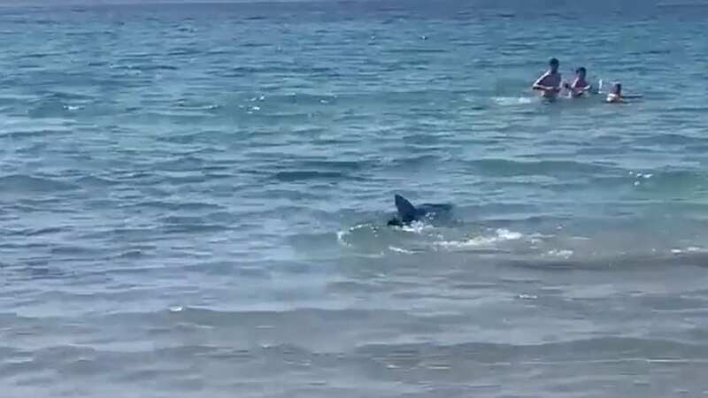 Moment shark stalks beach as swimmers rush to safety and second shark spotted