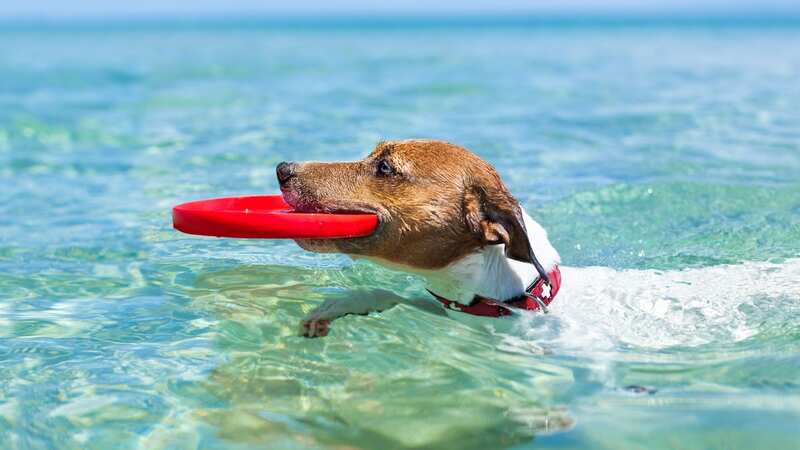 Not all water sources are safe for your dog to swim in (stock photo) (Image: Getty Images/iStockphoto)