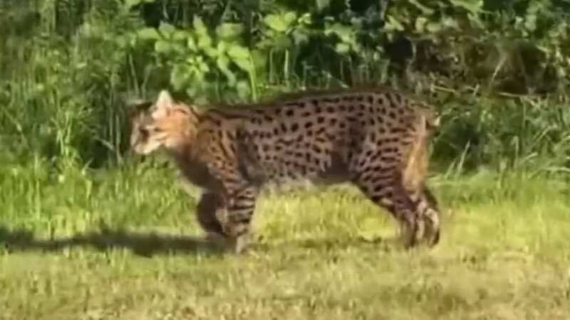 Driver films big cat stalking village and fears it