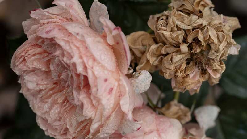 The gardening expert shared tips on how to save your roses (Image: Getty Images)