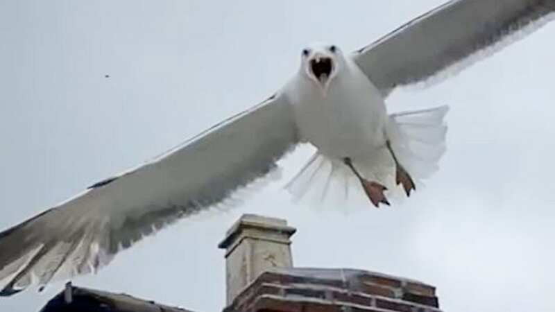 Aggressive seagulls have been dive-bombing locals, keeping them trapped in their homes (Image: Ian Palmer / SWNS)