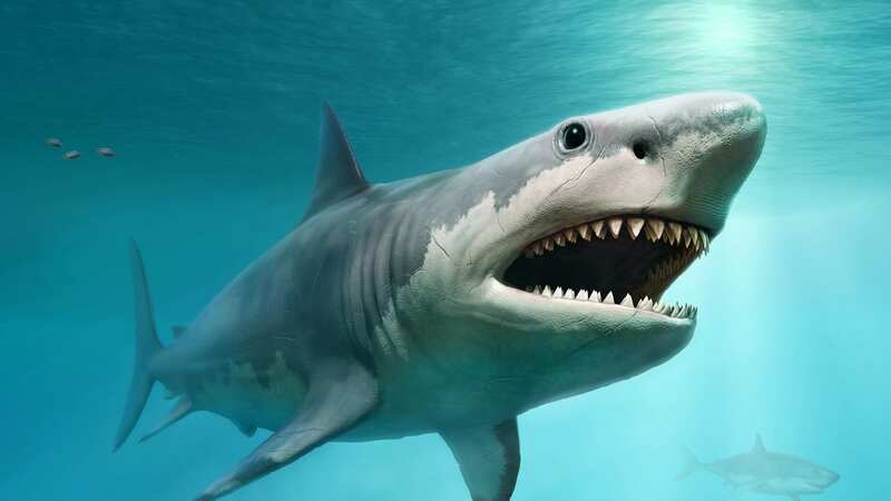 A scientist has crushed rumors that a giant species of extinct shark is still swimming around the sea (Image: Getty Images/iStockphoto)