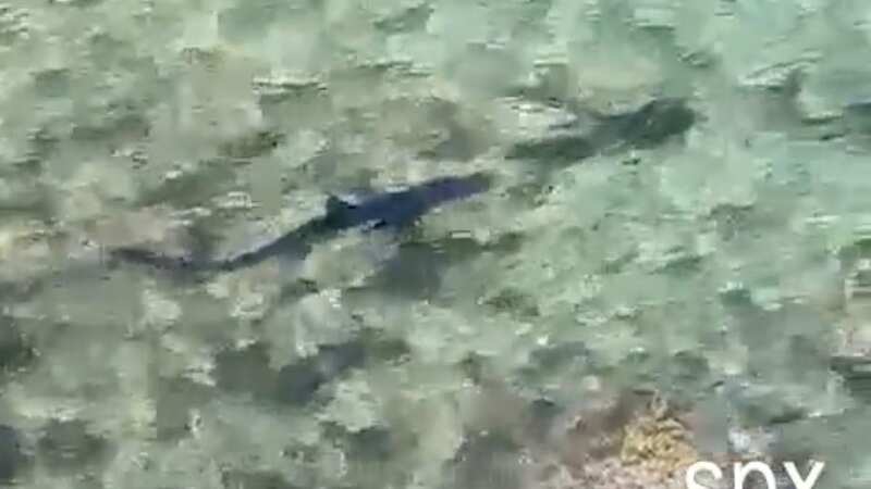 Shark terror as seven foot monster spotted prowling off Ibiza beach