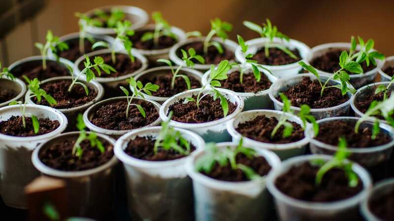 A gardening expert has shared a great hack for transferring your plants (stock image) (Image: Getty Images)