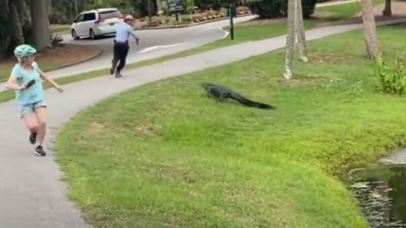 Terrifying moment fisherman runs for safety after alligator lunges at him