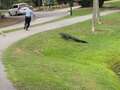 Terrifying moment fisherman runs for safety after alligator lunges at him