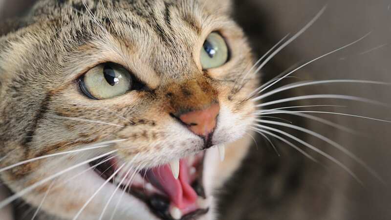 The flea infestation led to the kittens becoming anaemic, which then led to the animals