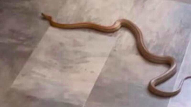 Moment snake slivers into family