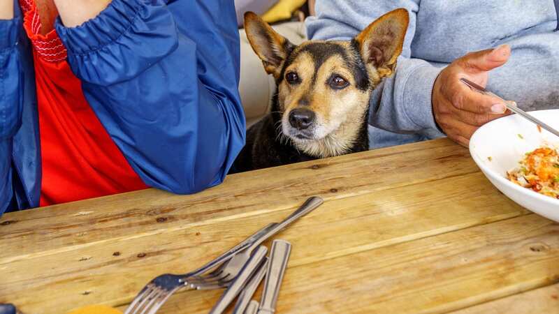 Little Daisie had been rooting around in the bin, and became seriously ill (Stock Photo) (Image: Getty Images/iStockphoto)