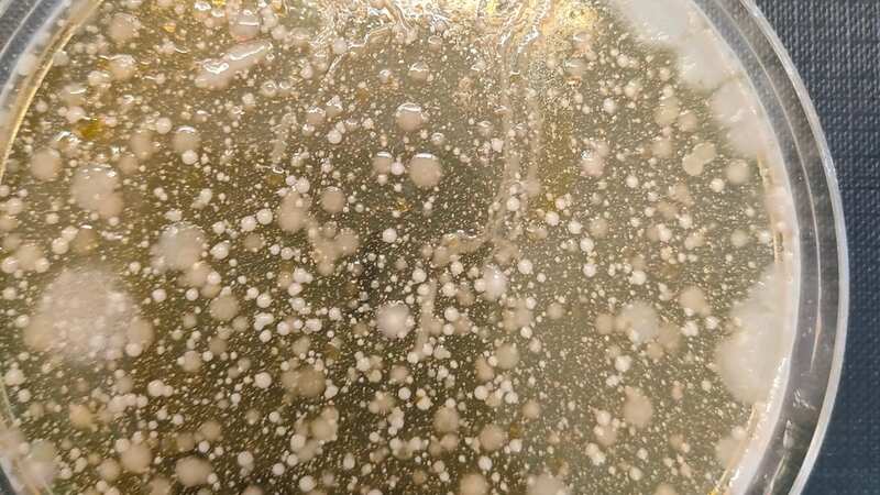 5 unexpected locations where bacteria is thriving in your home