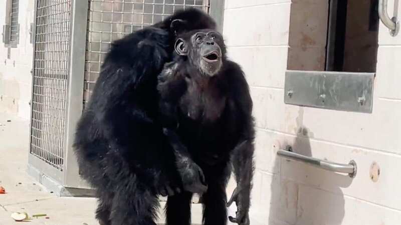 Vanilla the Chimp 