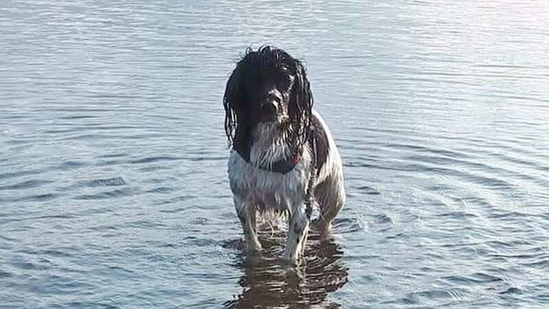 Four-year-old Raven was rushed to a vet after a trip to the lake (Image: DAILY POST NORTH WALES)