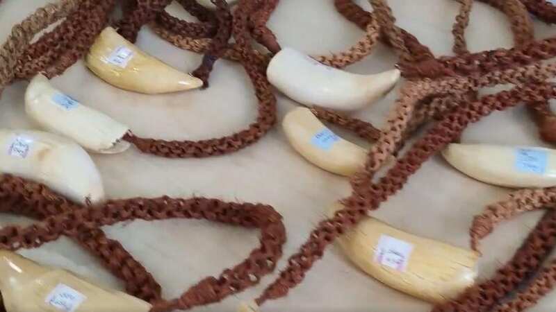 Several seized sperm whale teeth (Image: Thames Valley Police / SWNS)