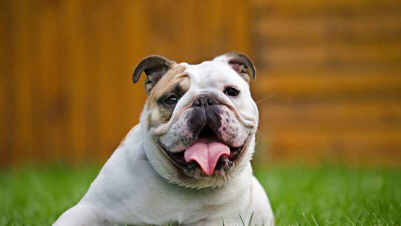 Your dog