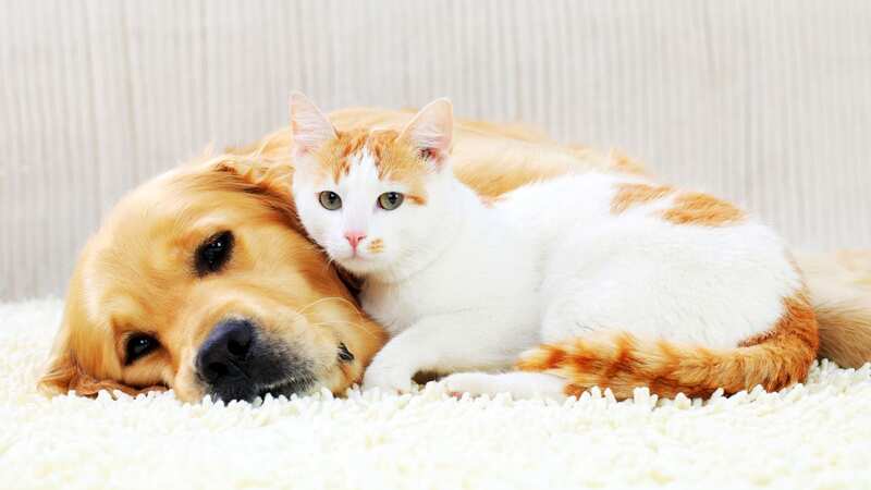 Pet stains can be a nightmare (Stock Image) (Image: Getty Images)