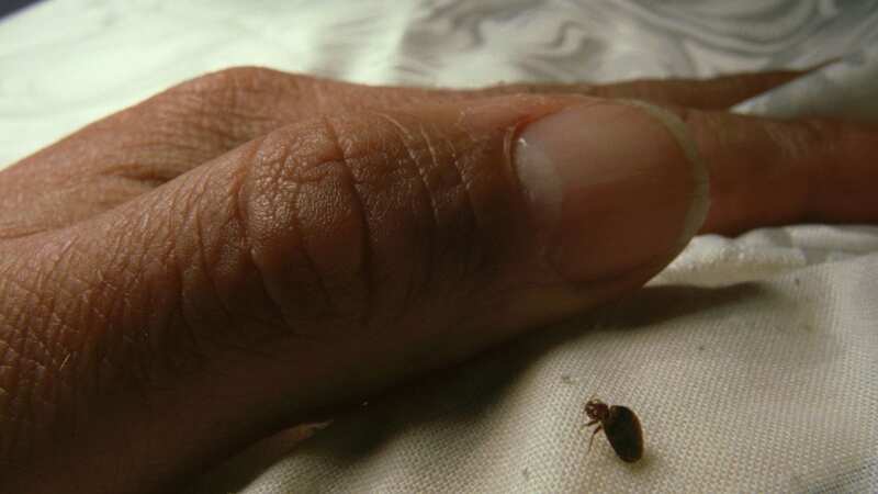 Bed bugs are less than ideal (Stock Image) (Image: Getty Images)