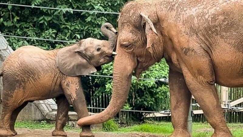 Fitz, the beloved elephant calf, passed away after battling the EEHV virus (Image: LOUISVILLE ZOO)