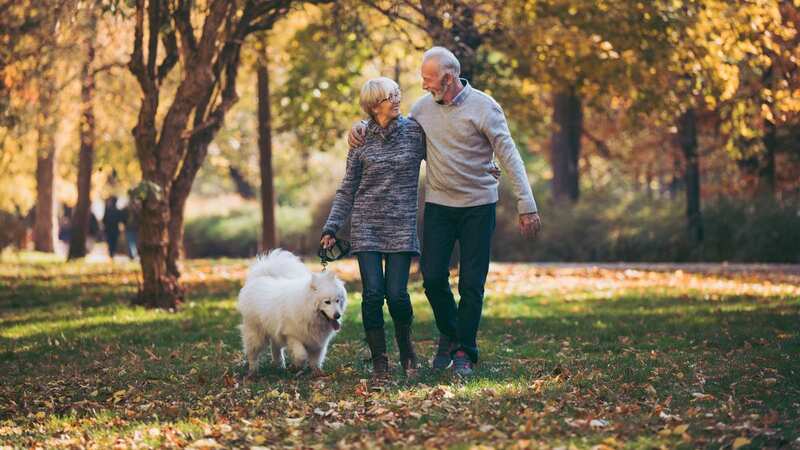 Researchers found a correlation between older dogs that walk very slowly and dementia in those same pups (Image: Getty Images)