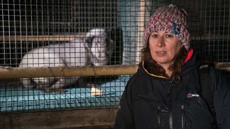 Daily Mirror journalist Nada Farhoud visiting a fur farm (Image: Kristo Muurimaa from Oikeutta Eläimille)