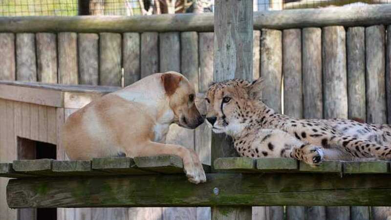 Kumbali and Kago live at Metro Richmond Zoo (Image: Metro Richmond Zoo)